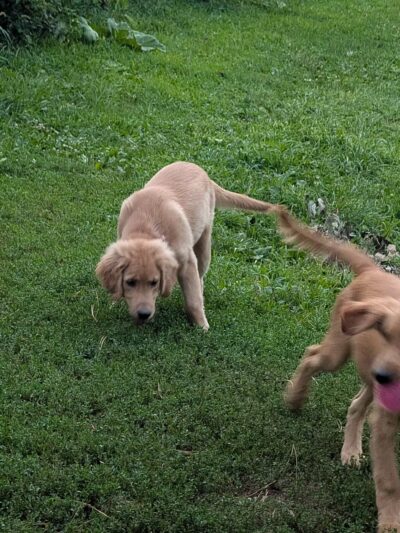 Hanscom Dog Park - Omaha, NE
