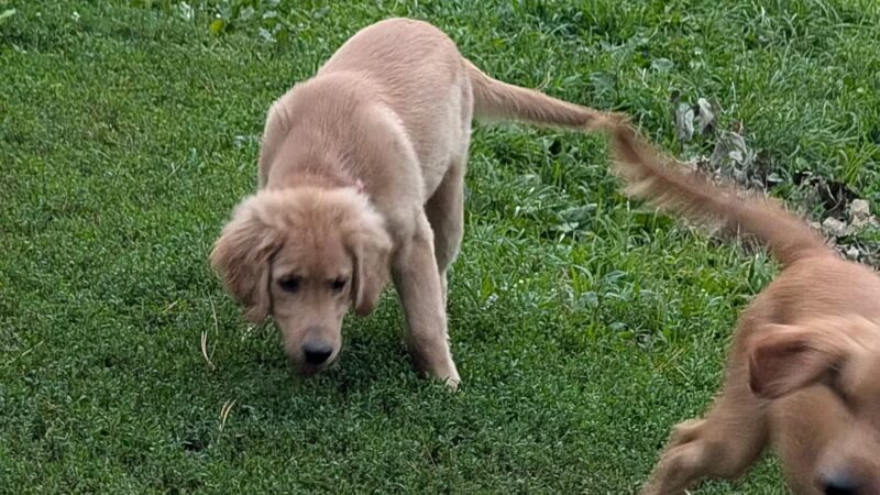 Hanscom Dog Park - Omaha, NE