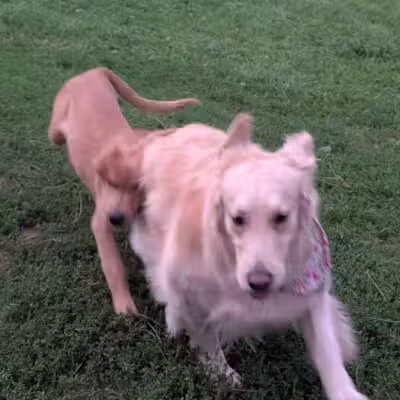 Hanscom Dog Park - Omaha, NE