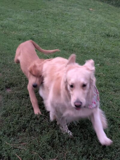 Hanscom Dog Park - Omaha, NE