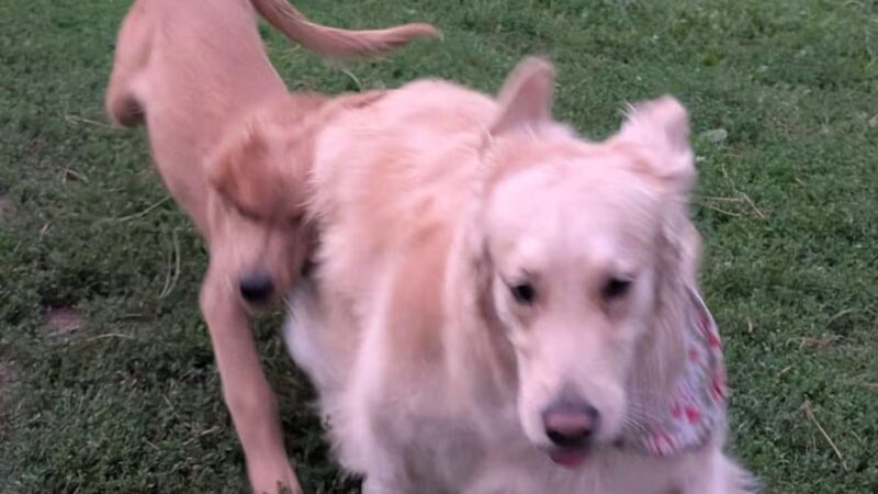 Hanscom Dog Park - Omaha, NE