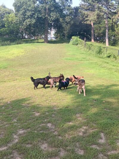 Hanscom Dog Park - Omaha, NE