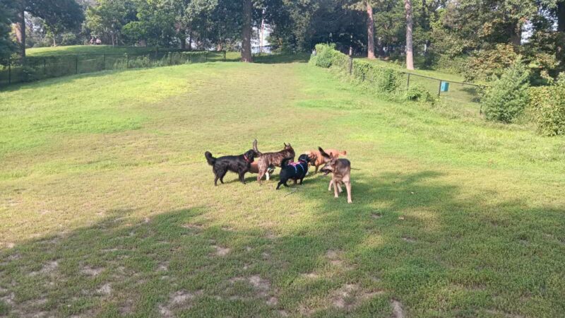 Hanscom Dog Park - Omaha, NE