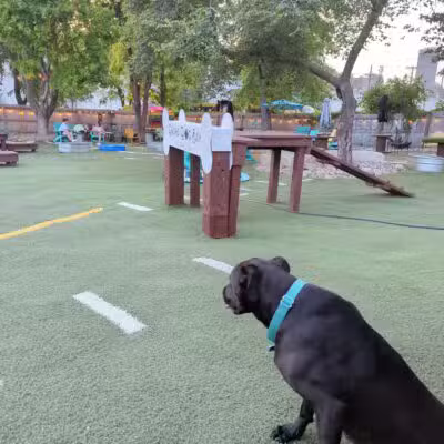 Omaha Dog Bar - Omaha, NE