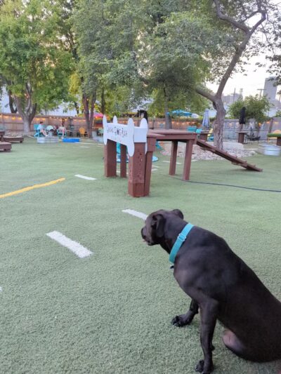 Omaha Dog Bar - Omaha, NE