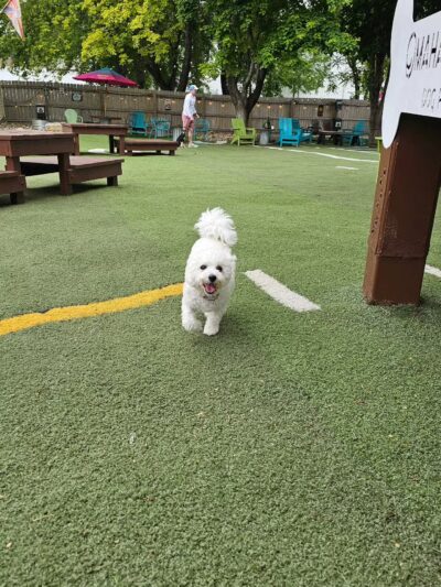 Omaha Dog Bar - Omaha, NE