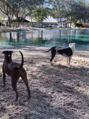 Poochie's Park - Orange Park, FL