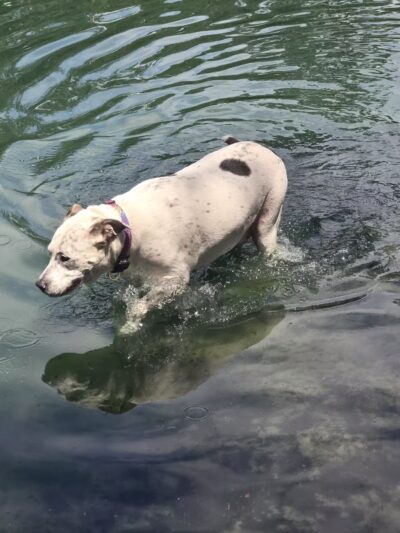 Poochie's Park - Orange Park, FL