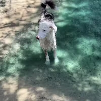 Poochie's Park - Orange Park, FL