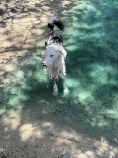 Poochie's Park - Orange Park, FL