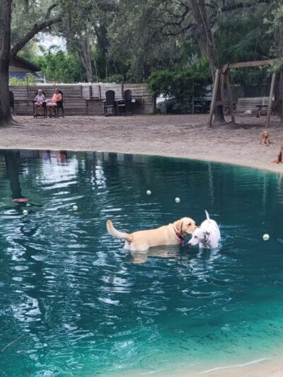 Poochie's Park - Orange Park, FL