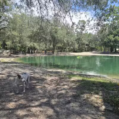 Poochie's Park - Orange Park, FL