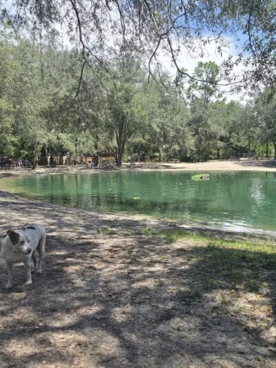 Poochie's Park - Orange Park, FL