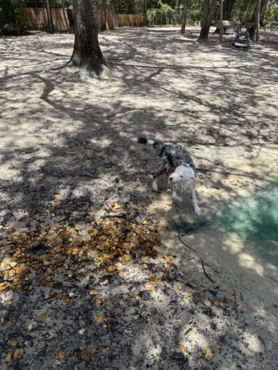 Poochie's Park - Orange Park, FL