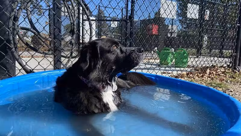 Jake & Cooper's Bark Park (Membership Required) - Oregon,
