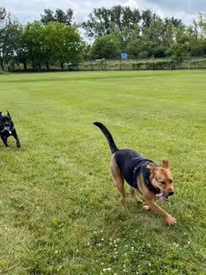 Jake & Cooper's Bark Park (Membership Required) - Oregon,