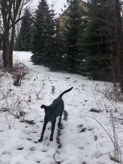 Jesse Decker Park - Orion Township,