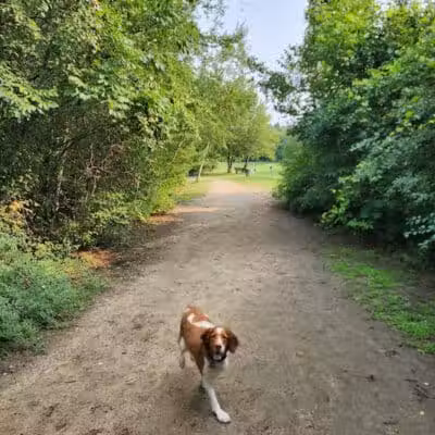 Orion Oaks Dog Park - Orion Township, MI