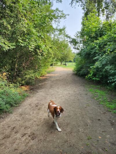 Orion Oaks Dog Park - Orion Township, MI