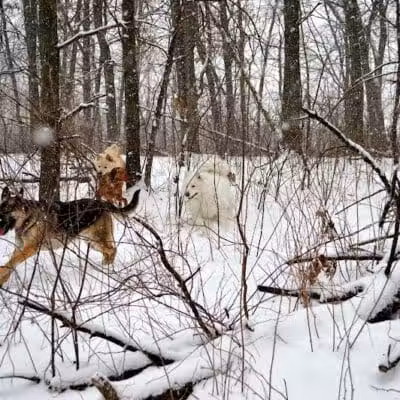Orion Oaks Dog Park - Orion Township, MI