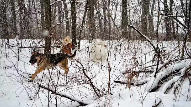 Orion Oaks Dog Park - Orion Township, MI