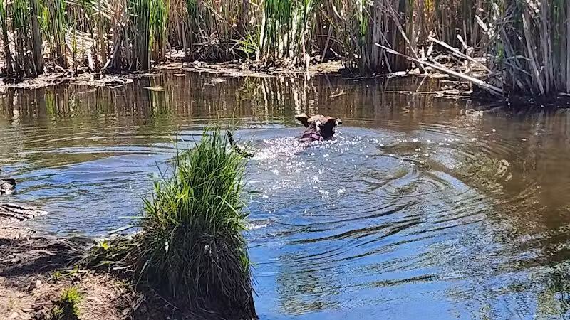 Orion Oaks Dog Park - Orion Township, MI