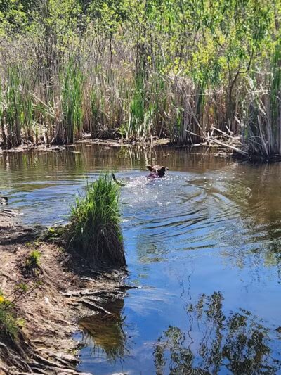 Orion Oaks Dog Park - Orion Township, MI