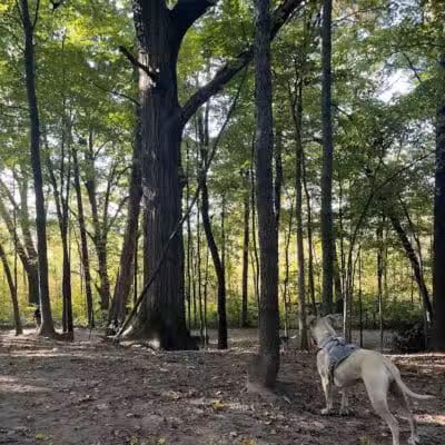 Orion Oaks Dog Park Beach - Orion Township, MI