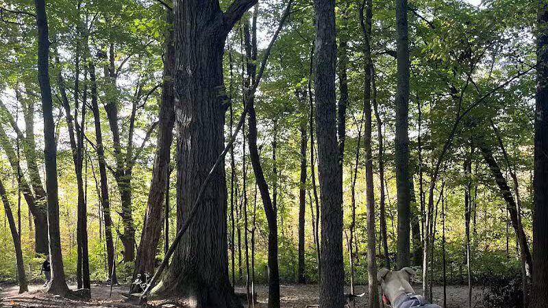 Orion Oaks Dog Park Beach - Orion Township, MI