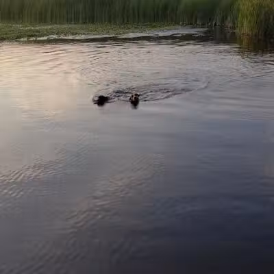 Orion Oaks Dog Park Beach - Orion Township, MI
