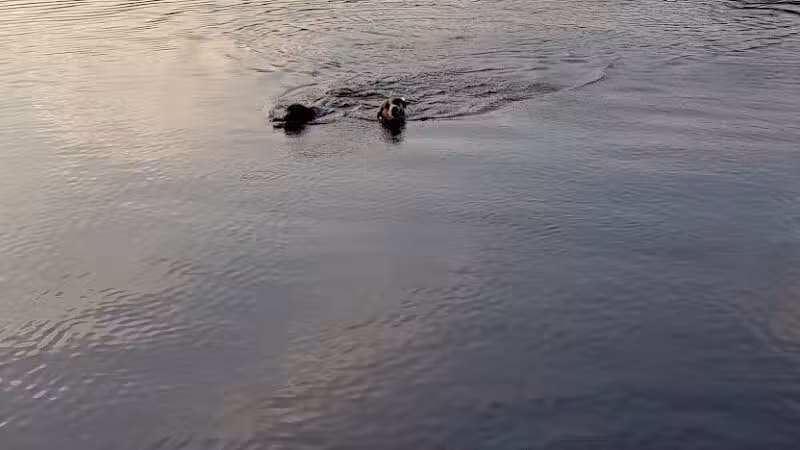 Orion Oaks Dog Park Beach - Orion Township, MI