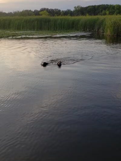 Orion Oaks Dog Park Beach - Orion Township, MI