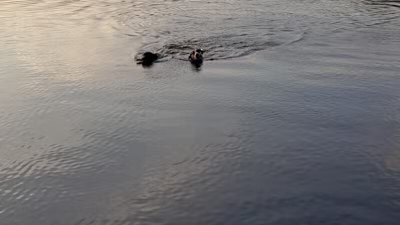 Orion Oaks Dog Park Beach - Orion Township, MI