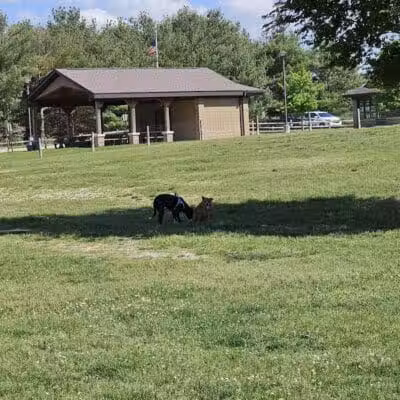 Orion Oaks Dog Park Beach - Orion Township, MI