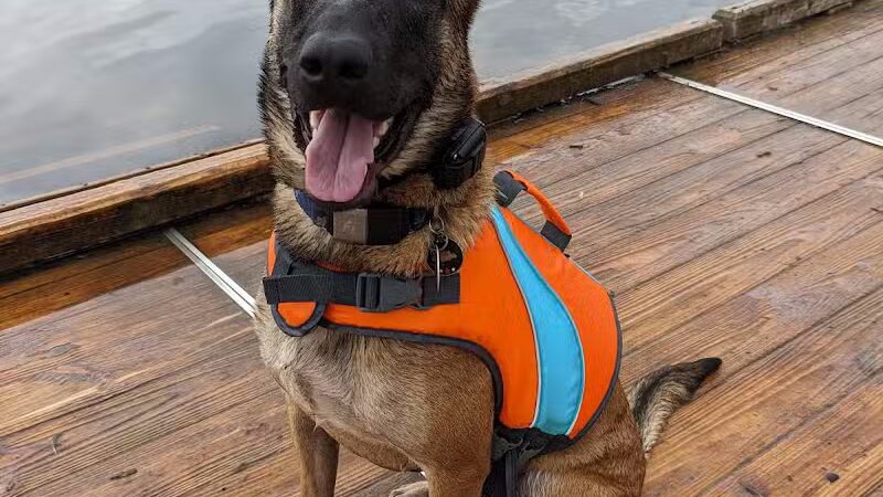 Orion Oaks Dog Park Beach - Orion Township, MI