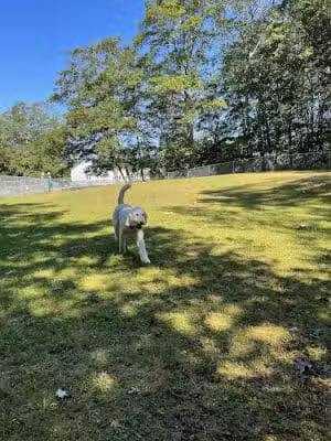 Orland Community Center Dog Park - Orland, ME