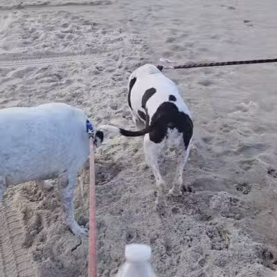 Dog Beach - Ormond Beach, FL