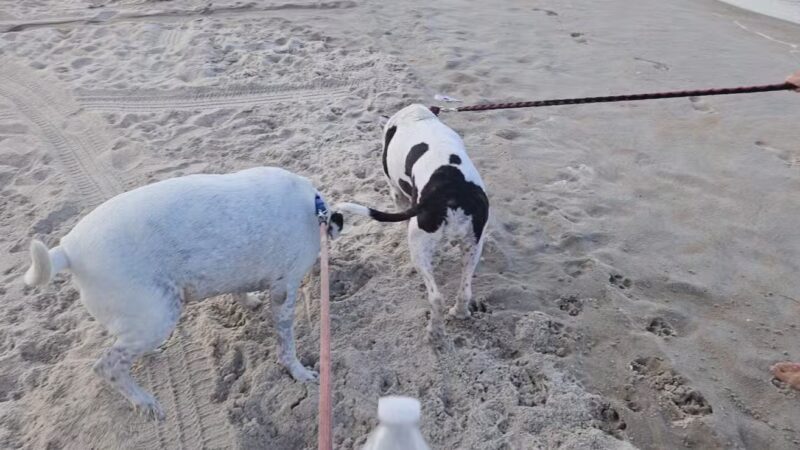 Dog Beach - Ormond Beach, FL