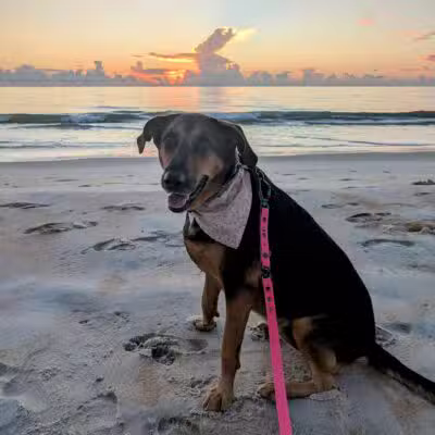 Dog-Friendly Beach - Ormond Beach, FL