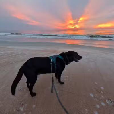 Dog-Friendly Beach Access Ormond Beach - Ormond Beach, FL