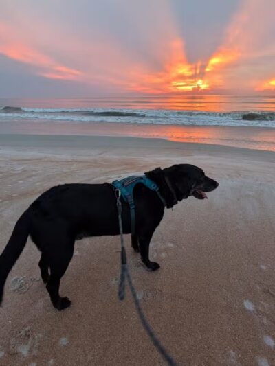 Dog-Friendly Beach Access Ormond Beach - Ormond Beach, FL