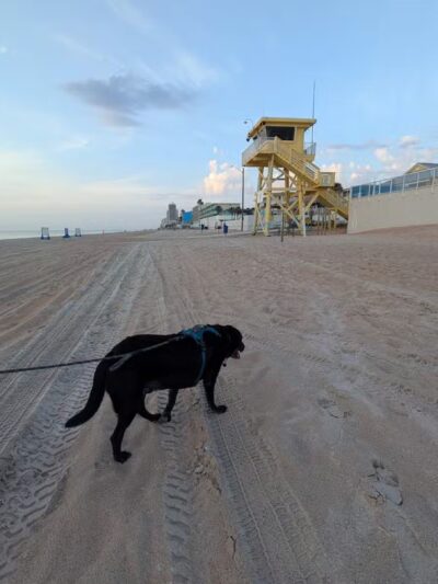 Dog-Friendly Beach Access Ormond Beach - Ormond Beach, FL