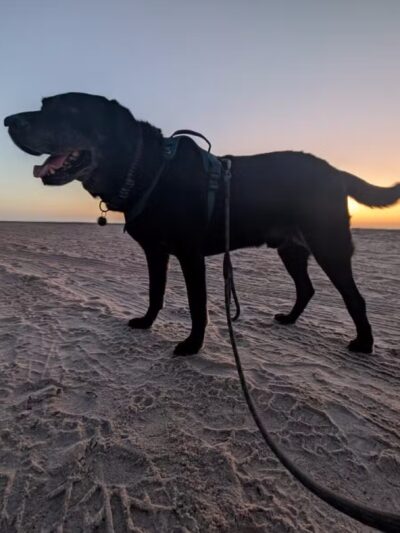 Dog-Friendly Beach Access Ormond Beach - Ormond Beach, FL