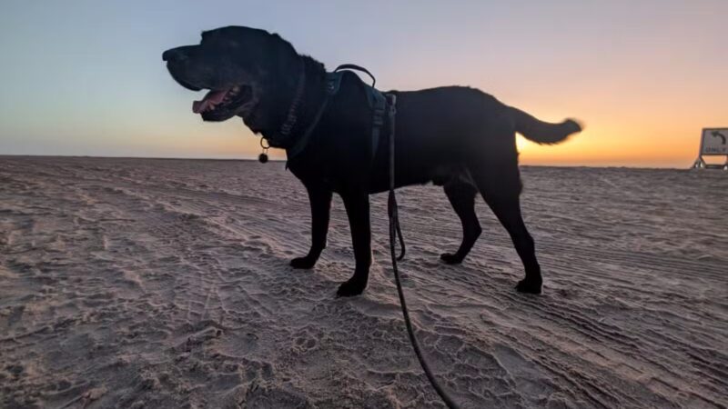 Dog-Friendly Beach Access Ormond Beach - Ormond Beach, FL