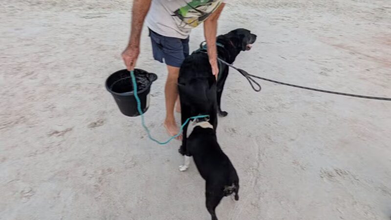 Dog Friendly Beach, Ormond Beach - Ormond Beach, FL