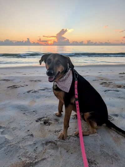 Dog-Friendly Beach - Ormond Beach, FL