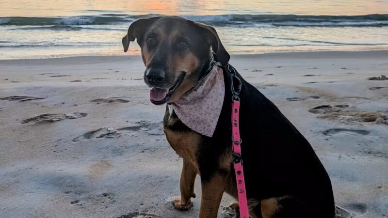 Dog-Friendly Beach - Ormond Beach, FL