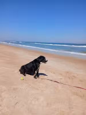 Dog Beach - Ormond Beach, FL