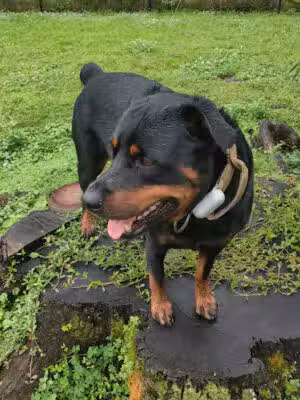 Dog Park - Ormond Beach, FL