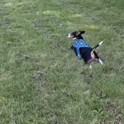 Best Friends Dog Park - Oshkosh, WI